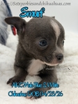 AKC Merle Longcoat & Blue Chihuahuas