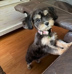 Maltipoo baby boys