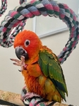Sun Conure Birds for Sale