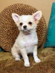 AKC Longcoat Chihuahuas