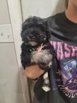 Akc miniature schnauzer puppies