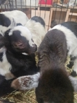 Nigerian Goats Bottle babies