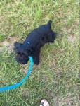 Male schnauzer puppy