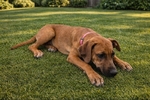 Rhodesian Ridgeback Puppies for Sale