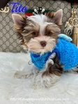 AKC Micro Male Chocolate Parti Yorkies