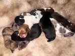 Mini Longhair Dachshunds