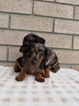 Miniature Dachshund Puppies