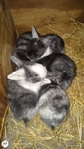 TAMUK Rabbits