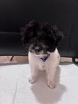 Beautiful Chi-Poo Puppies