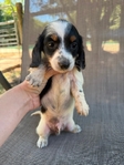 Miniature dachshunds
