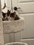 free Calico Kittens