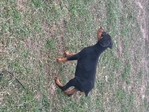 Doberman puppies