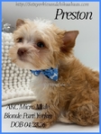 AKC Extra Tint Male Blonde Parti Yorkie