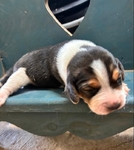 Beagle Puppies AKC