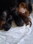 Ckc long-haired miniature dachshunds