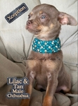 Absolutely Sweet & Stunning Male Chihiahua