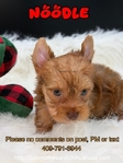 AKC Registered Micro Yorkies