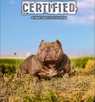 8 month old female Bully