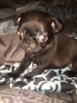 Pug puppies