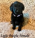 7 week old labradoodle puppies