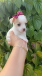 Teacup chihuahua puppies