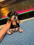 Male Yorkie puppy