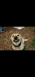 Akc Registed Yellow Lab