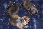 Working line german shepherd puppies
