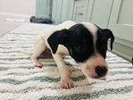 Chihuahua Rat terrier Mix
