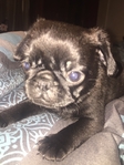Pug puppies
