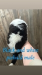 Mini Australian shepherd male