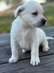 English Cream White Labrador Retriever Pups