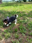 Beagle puppies AKC