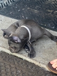 lol AKC French Bulldog