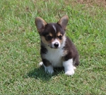 Registered Corgi Male