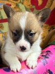 Pembroke corgi pups AKC