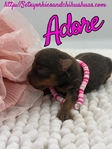 AKC Chocolate & Tan Female Yorkies