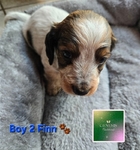 >🐾 Gorgeous AKC Mini Long-Haired Dachshunds (Ready Oct. 9th!) 🐾
