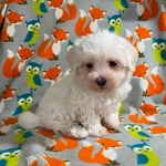 AKC MALTESE PUPPY MALE