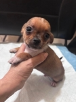 Tiny Toy Chihuahua Puppies