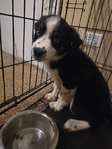 Australian Shepherd/ Lab-Husky mix puppy