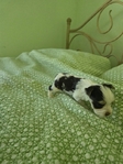 For Sale Parti Yorkies