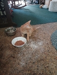 Free kitty >😺