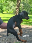 AKC Doberman Pinscher puppies