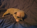 Chihuahua puppies