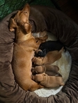 AKC Registered Miniature Dachshund Puppies