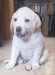 AKC Labrador Puppies