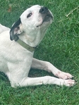 FEMALE PET DOG