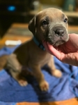 Cane corso puppies! Ready to go!