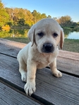 Gorgeous Yellow English Labrador Females